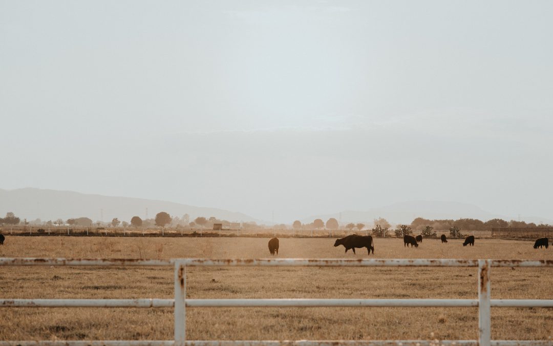 Cattle grazing on open pasture land behind a fence.